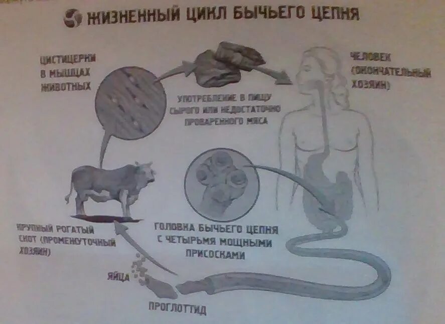 Жизненный цикл бычьего цепня начиная с яиц. Жизненный цикл бычьего цепня схема. Бычий цепень жизненный цикл. Жизненный жизненный цикл бычьего цепня. Бычий цепень цепень жизненный цикл.