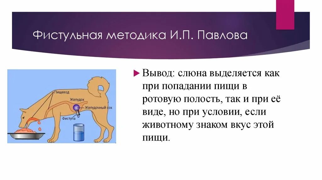 Почему данный опыт назвали мнимым кормлением. Почему данный опыт назвали мнимым кормлением