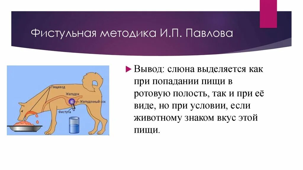 Как называется метод павлова позволивший. Регуляция пищеварения собака Павлова. Опыты и п Павлова по изучению пищеварения. Опыт Павлова регуляция пищеварения. Опыты Павлова по пищеварению кратко.