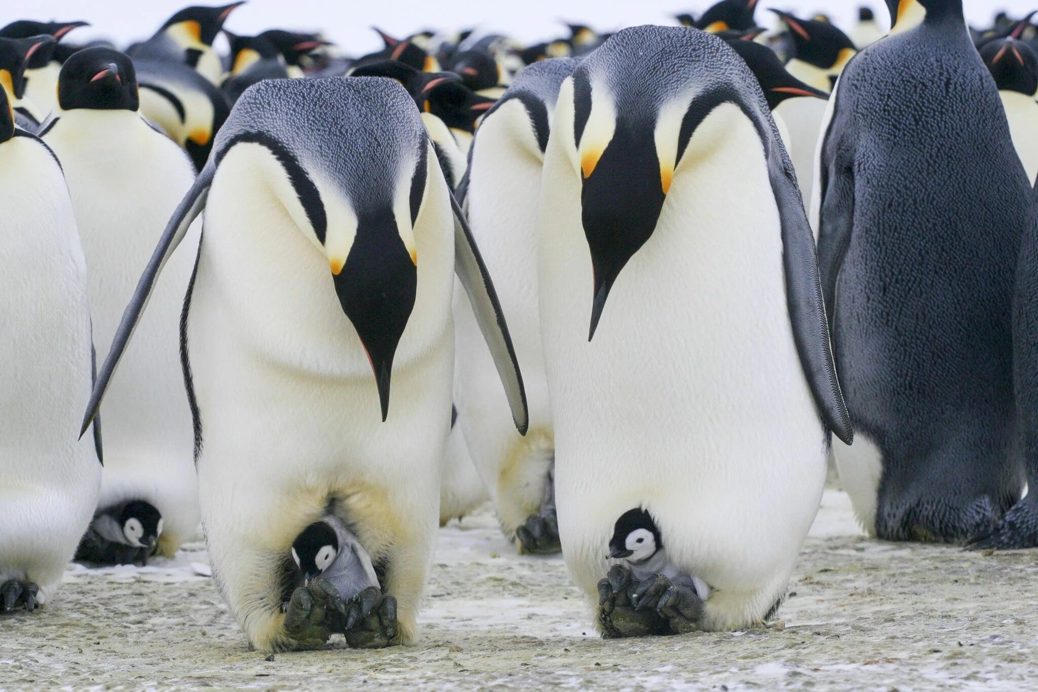 Emperor penguin. Императорский Пингвин высиживает яйцо. Императорский Императорский Пингвин. Императорский Пингвин с яйцом. Королевский Пингвин высиживает яйца.