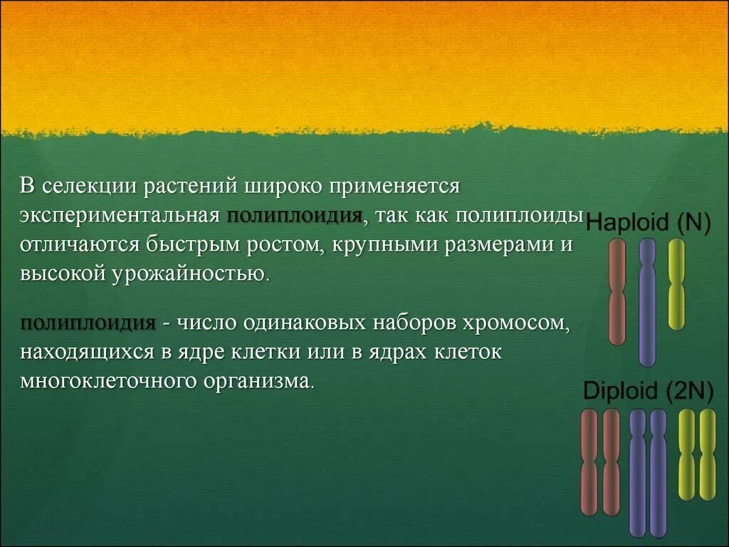 Полиплоидия применяется в селекции. Селекция растений презентация. молекулярная селекция растений. гипотеза селекции растений.