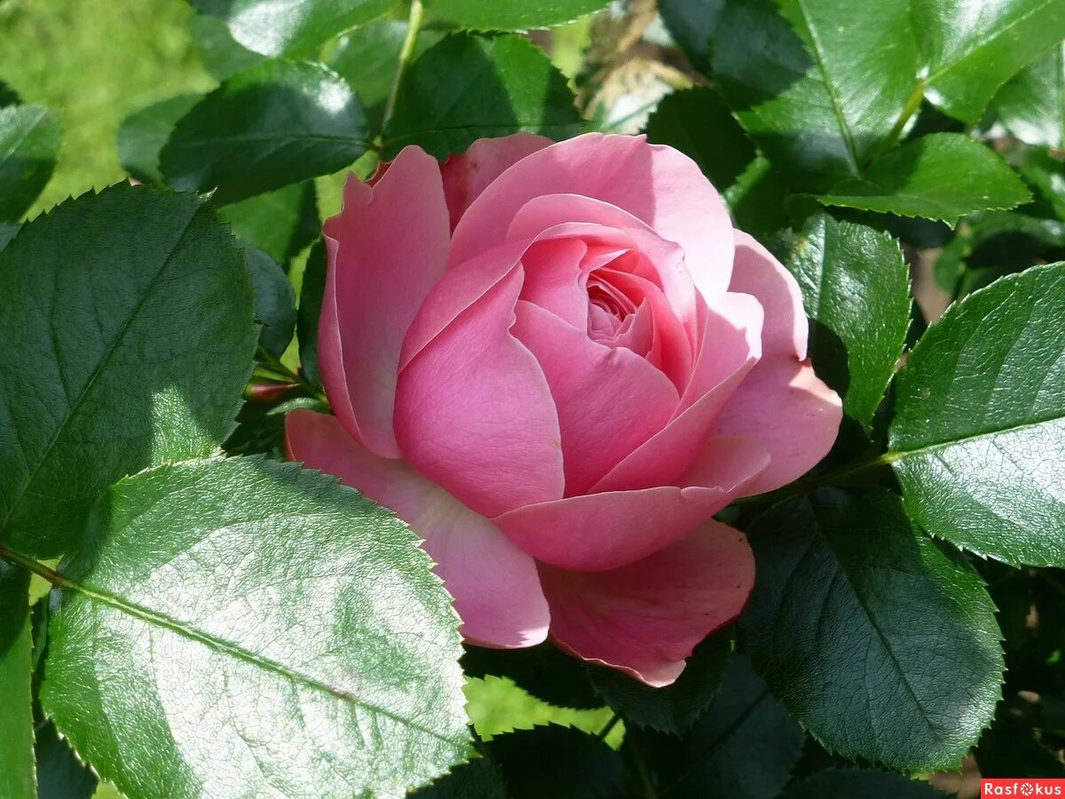 Подмосковные розы. Московские розы. Флорибунда московская красавица. Московские розы. Розы в подмосковье.