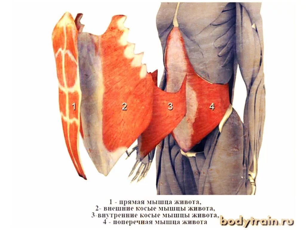 Наружная косая мышца живота анатомия. Поперечная и внутренняя косая мышца живота. Внутренняя косая мышца живота. Наружные и внутренние косые мышцы живота.