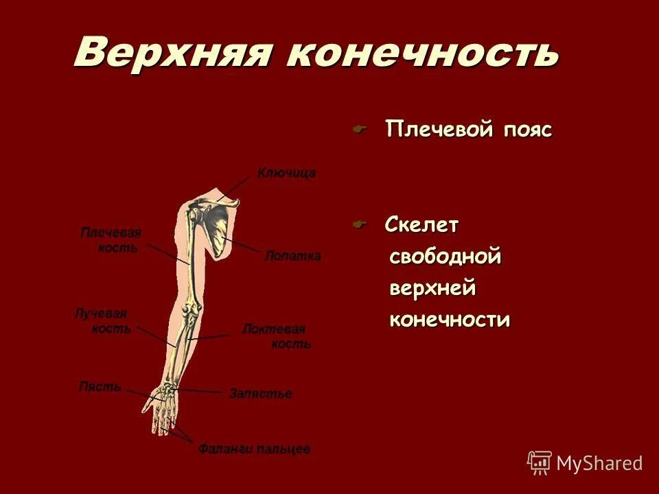 Основные части скелетов поясов и свободных конечностей