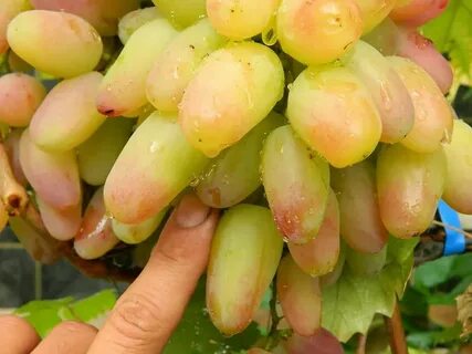 Виноград сорта в магазинах