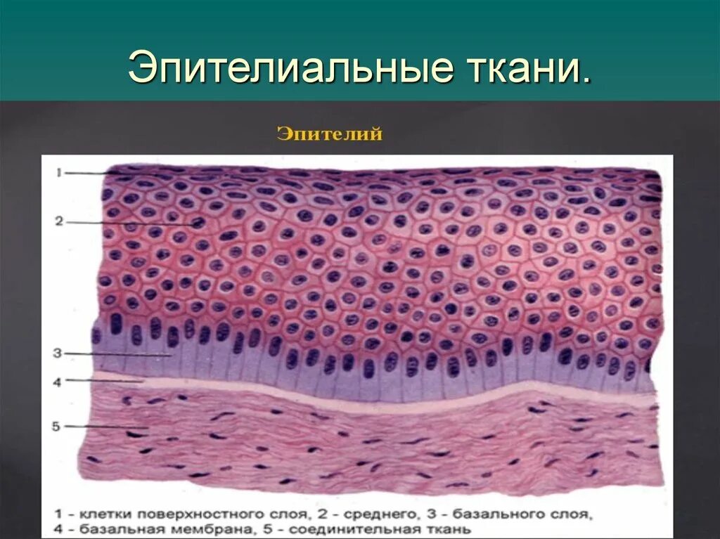 Где находится эпителий. Строение эпителиальной ткани анатомия. покровный эпителий строение ткани. эпителиальная ткань строение рисунок. эпителиальная ткань виды строение.