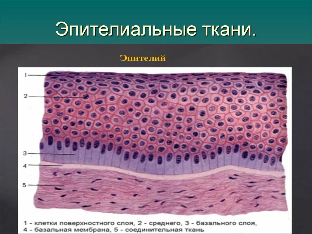 Строение эпителиальной ткани анатомия. Строение клетки эпителиальной ткани. Эпителиальные ткани (эпителии). Покровный эпителий строение ткани. Клетки эпителиальной ткани виды