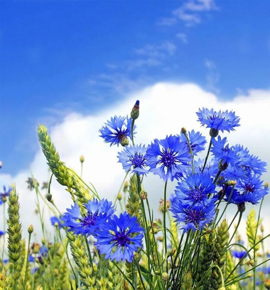 Летние васильки. Васильковое поле. Василек полевой. Василек полевой Centaurea cyanus. Ромашко Васильковое поле.