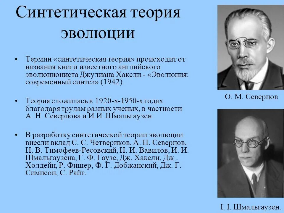 Шмальгаузен синтетическая теория эволюции. Дж Хаксли синтетическая теория эволюции. Синтетическая теория эволюции Северцев. Авторы синтетической теории эволюции.