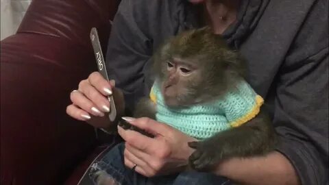 Домашние обезьянки видео