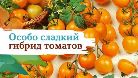 Томат ликер