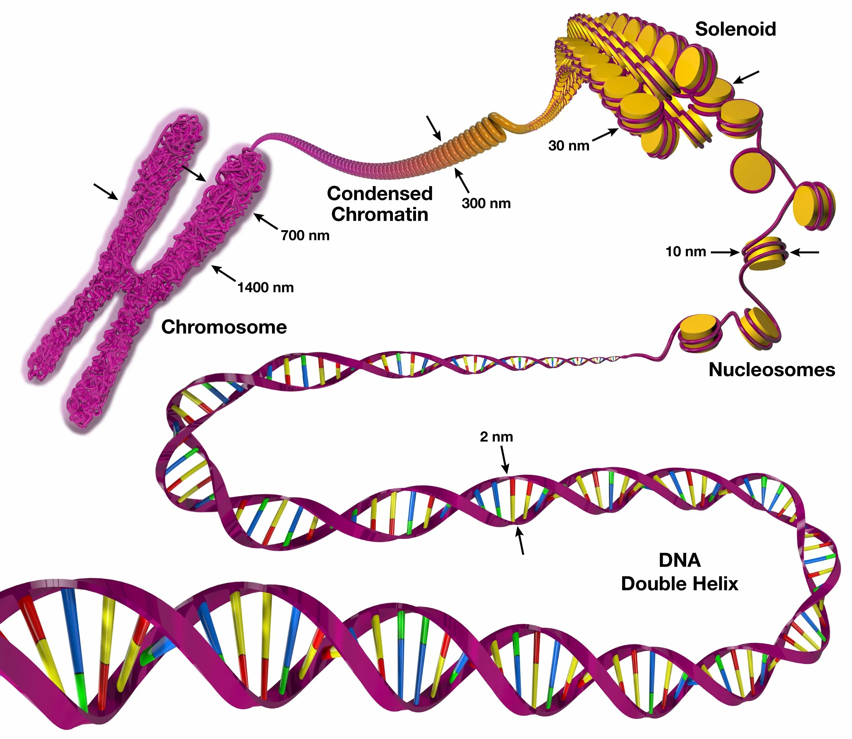 Сколько ген в молекуле днк. Ген днк хромосома. chromosome dna histone. днк ген хроматин хромосома. строение днк хромосомы гены.