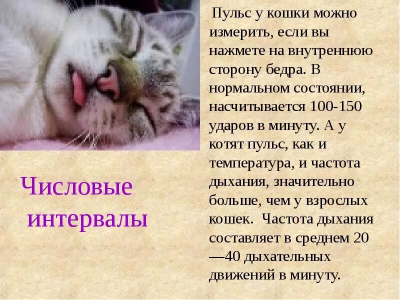 Пульс у кошек