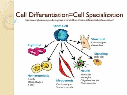 The second of cells