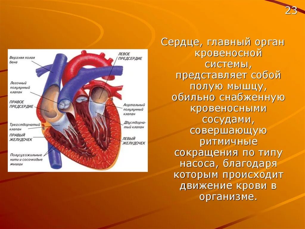 Органы чувств сердце. Кровеносная система сердца. Информация о сердце человека.