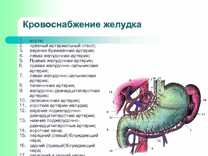 Кровеносная система желудка. 8. Кровоснабжение желудка анатомия вены. Кровоснабжение и иннервация желудка. Схема строения и кровоснабжения верхних отделов жкт.