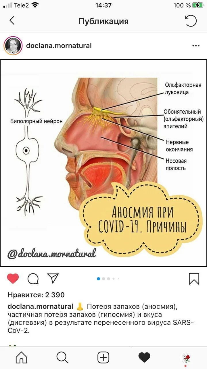 Изменение запахов причины. Изменение запахов после коронавируса. Искажение вкуса и запаха после коронавируса. Искажение вкуса после коронавируса. Изменение вкуса после коронавируса.