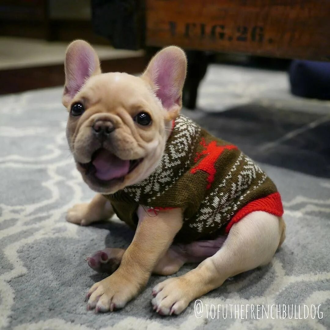 Смешные бульдоги фото. Довольный французский бульдог. смешные бульдожки французские. самые смешные французские бульдоги. ржачные собаки французский бульдог.