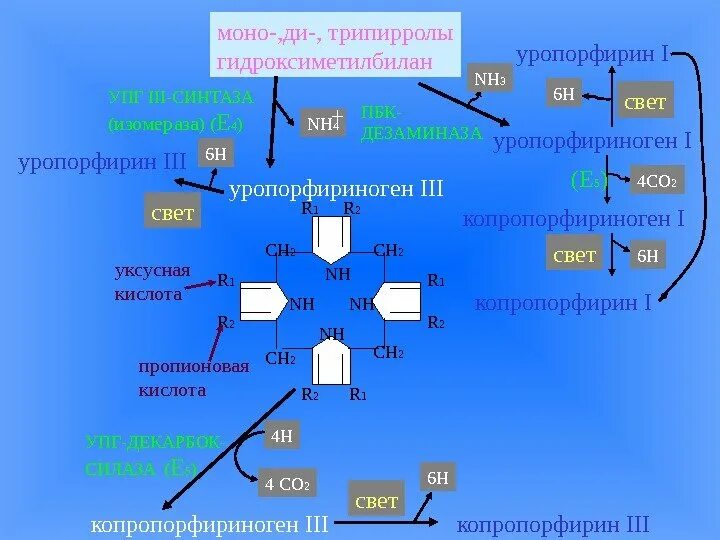 Третий синтез. Синтез уропорфириногена 3. Гидроксиметилбилан в уропорфириноген. Гидроксиметилбилан в уропорфириноген 1. Уропорфириноген 3 формула.