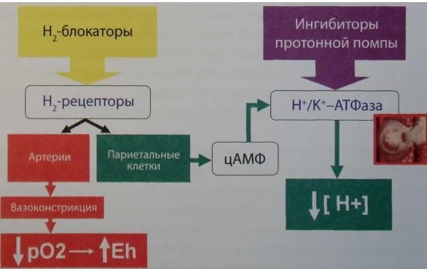 Блокаторы гистамина. Блокаторы н2 гистаминовых рецепторов поколения. Блокаторы н2 рецепторов механизм действия. Н2-гистаминовые блокаторы механизм. Блокаторы h2-гистаминовых рецепторов механизм действия.