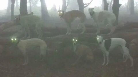 Scary pet
