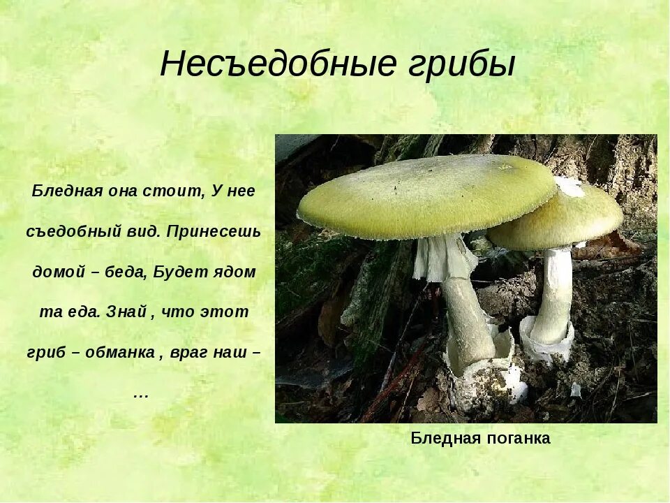 Съедобные и ядовитые грибы сообщение. Сообщение о съедобных грибах. Несъедобные грибы 5 класс. Сообщение о съедобных и несъедобных грибах.