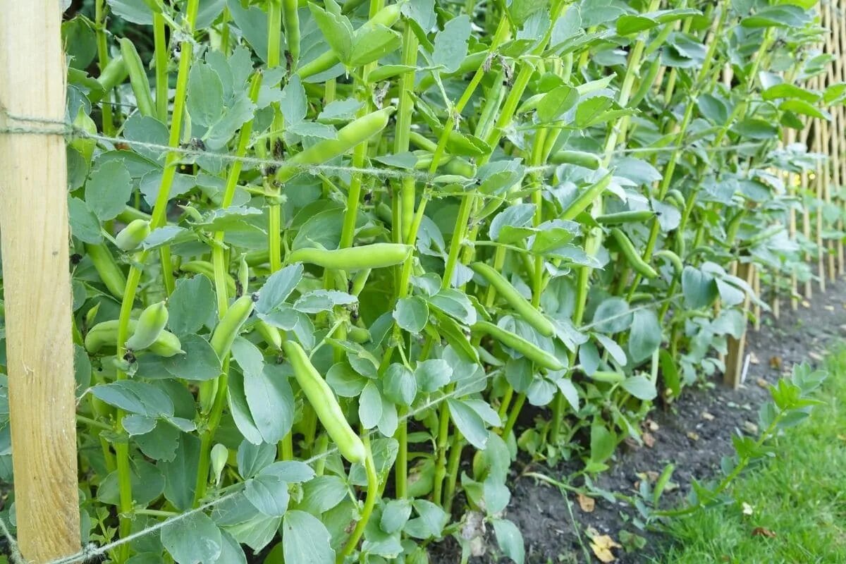 Как вырастить бобы. Phaseolus coccineus. бобы на грядке. фасоль в огороде. бобы растут.