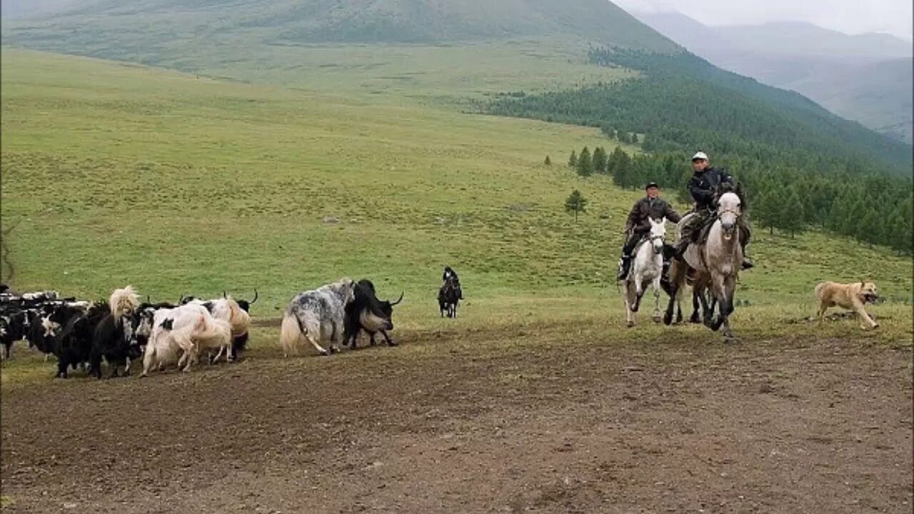 Прогноз республика тыва. Шуй тыва. богатство россии тыва. лошади кара холь. богатства тывы.