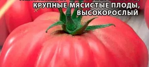 Томат инжир розовый характеристика