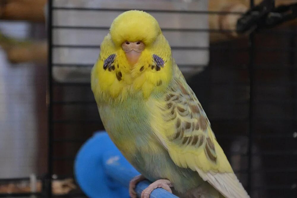 Ввп чехи попугаи. Попугаи ввп. Выставочный волнистый попугай чех. Ввп чехи попугаи. Волнистый попугай чех.