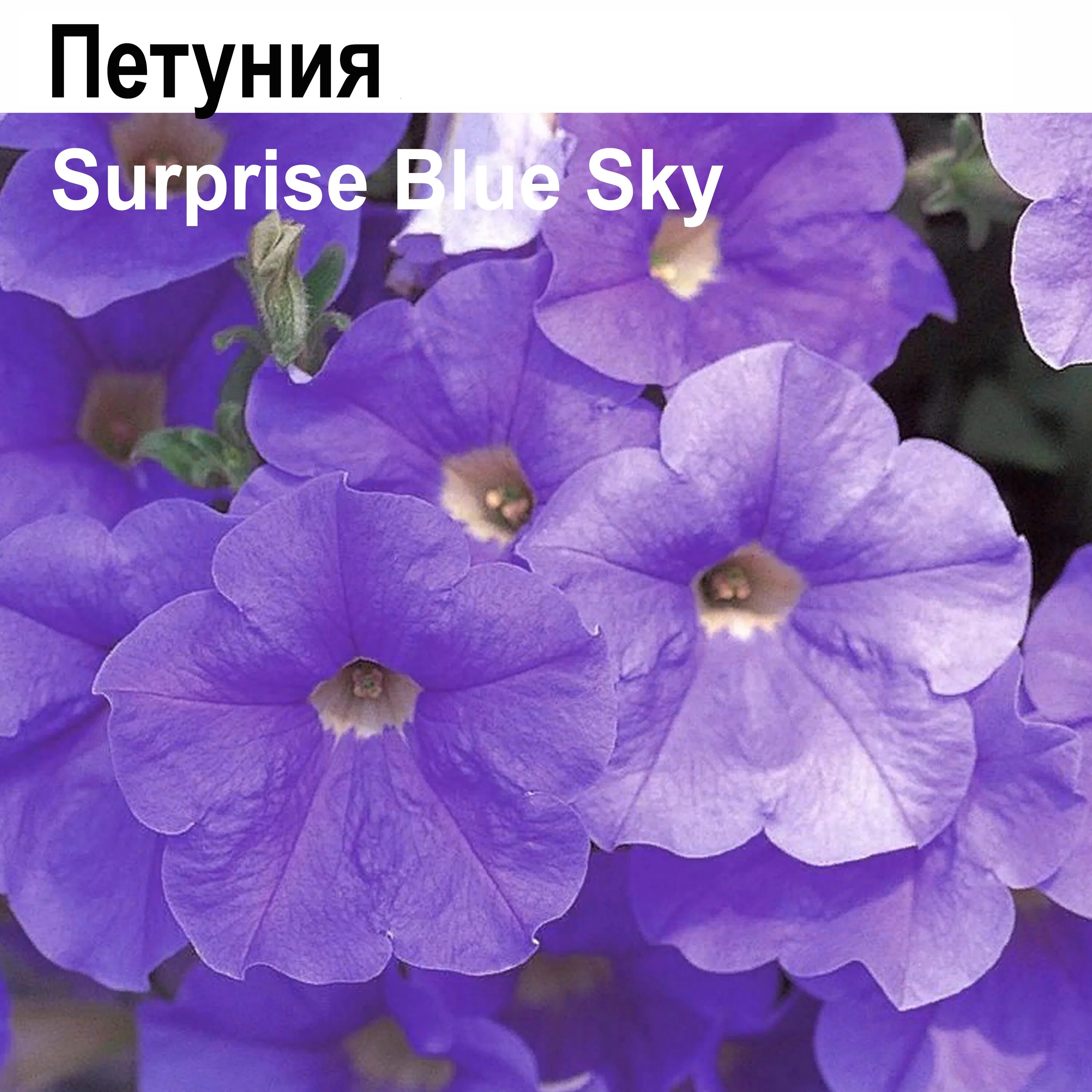 Лилейник лавендер дил. Лилейник кримсон пират. Петуния изи вейв лавендер скай блю. Lavandula angustifolia hidcote. Лавандер блю.