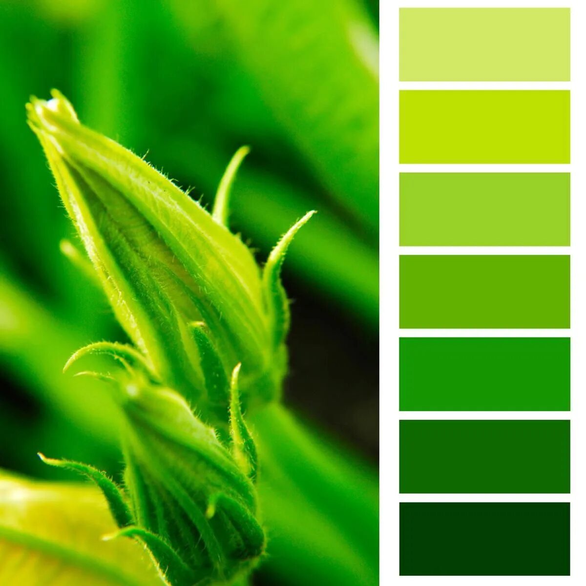Травяной цвет. Сочный зеленый цвет палитра. Цветовая палитра зелень. Палитра зеленых оттенков.