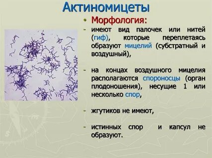 Морфология экология
