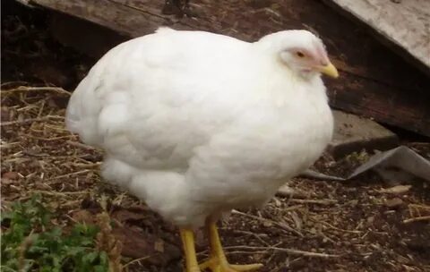 Курица опустила хвост вниз