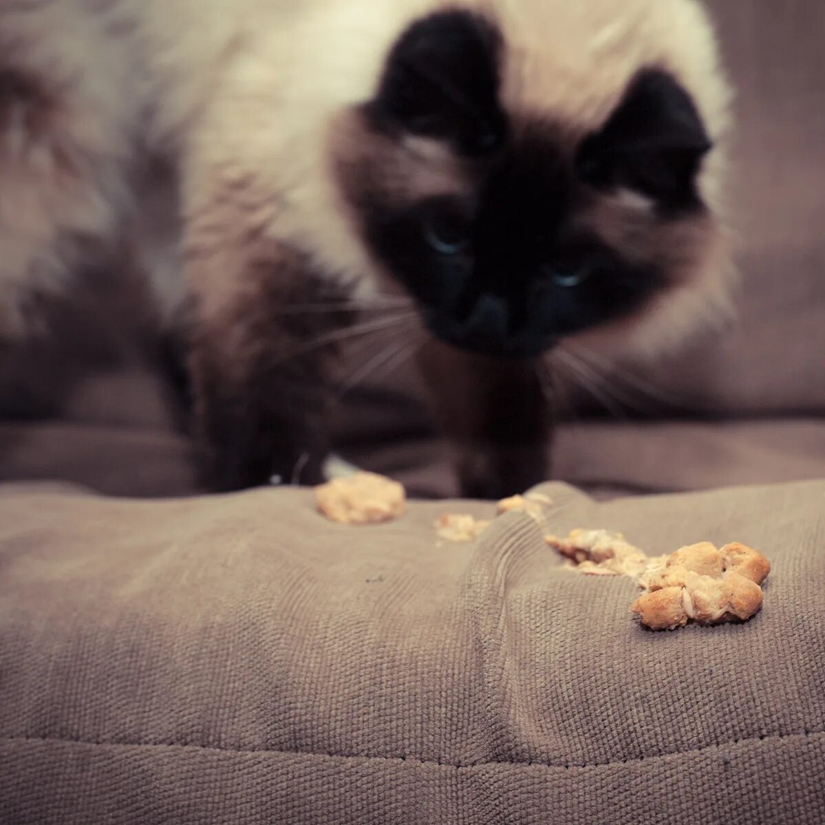 Почему коты рвутся. Почему коты рвутся