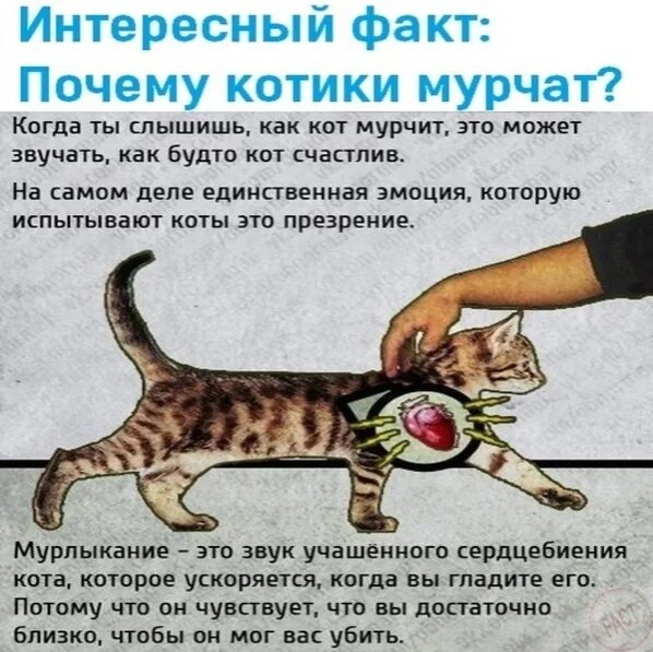 За ним по пятам гнались котята составьте. Почему коты урчат. Кошка мурчит. Что означает если кот мурлычет. Если котенок мурчит что это значит.