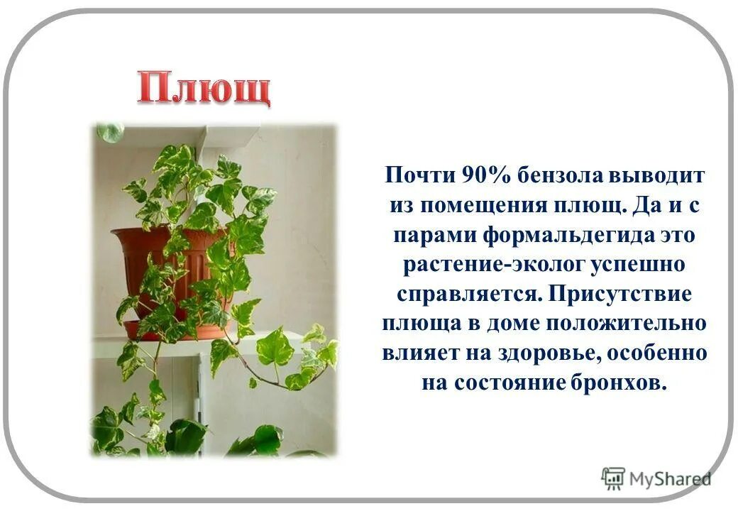 плющом как пишется