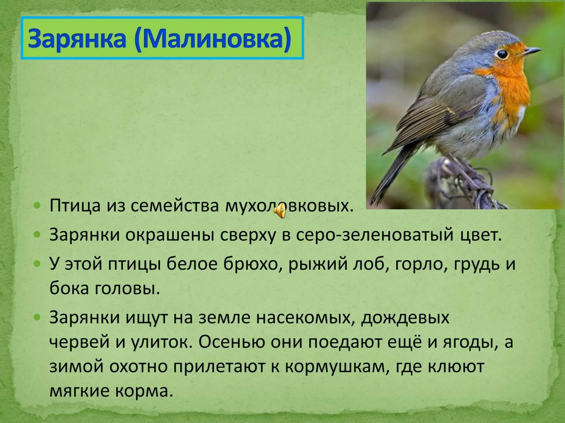 Почему птиц назвали подорожниками. Птица зарянка малиновка. малиновка зарянка птичка. птица малиновка описание. птичка зарянка описание.