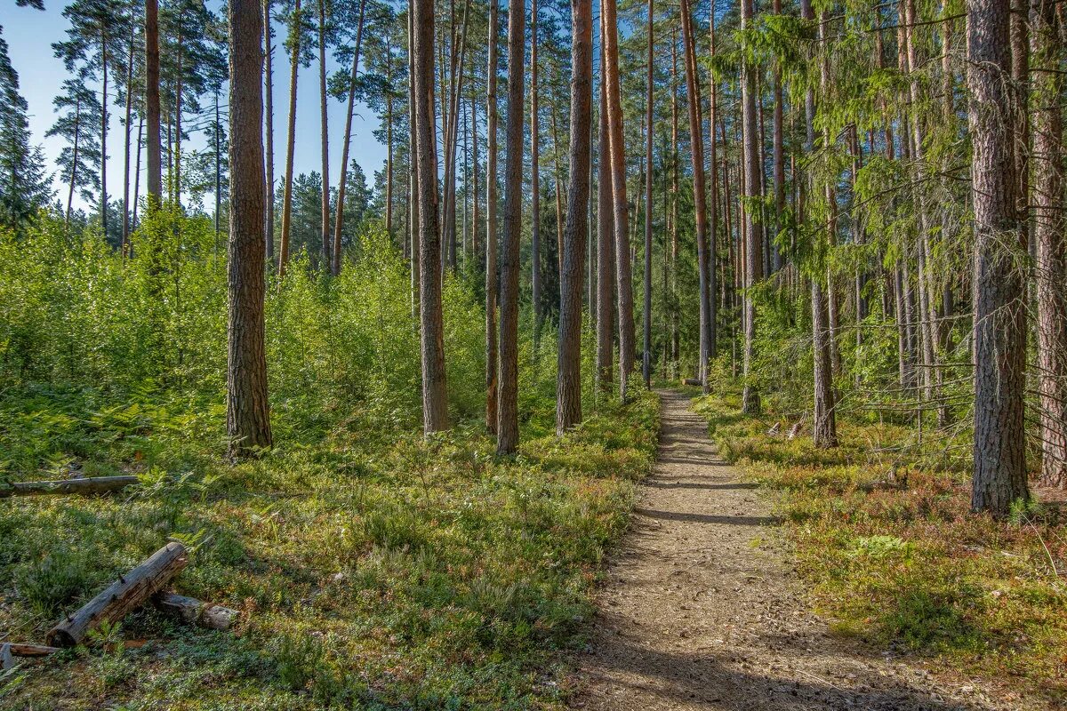 в бору говорят в лесу говорят растет. в бору говорят в лесу говорят растет. тюмень сосник травяной лес. тайга (хвойные леса) сыктывкар. в бору говорят в лесу говорят растет.