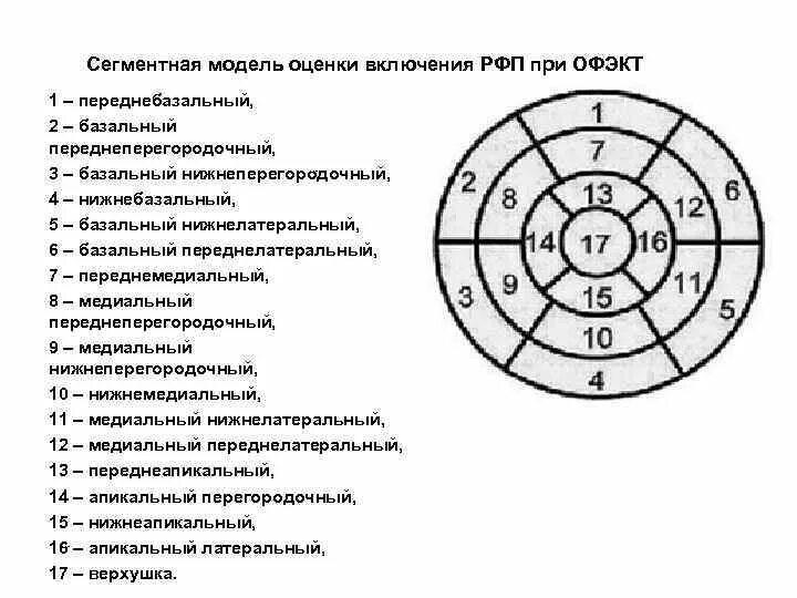 Гипокинез базального сегмента. Гипокинез базального сегмента