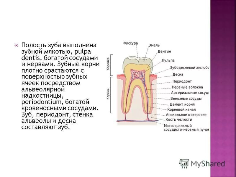 Зубами корень слова. Строение зуба. Строение зуба анатомия латынь.