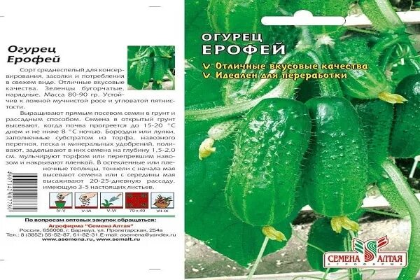 Лучшие сорта самоопыляемых огурцов для засолки. Огурцы высокорослые сорта. пчелоопыляемые сортовые огурцы. выращивание пчелоопыляемых огурцов. сорта огурцов для урала в теплице.