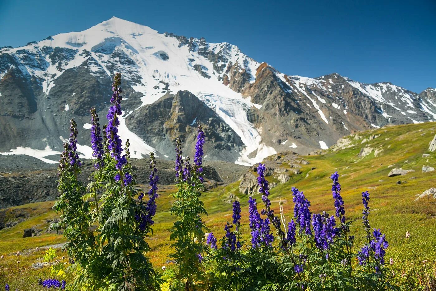 Катунский заповедник Альпийские Луга. Золотые горы Алтая Альпийские Луга. Альпийские Луга в горах Белухи. Гора Белуха горный Алтай Цветущий.