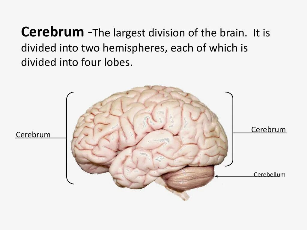 Capability of human brain. Cerebral Cortex. Cerebrum головной мозг. Large Hemispheres of the Brain. Layers of the cerebral Hemispheres Cortex.