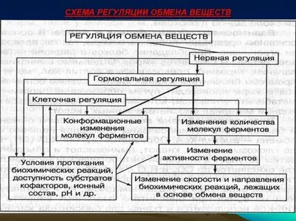 Схема гуморальной регуляции метаболизма