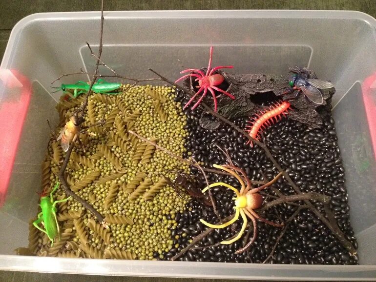 Сенсорная коробочка стрекозки и насекомые. Сенсорная коробка муравейник. Растения для сенсорной коробки. Божья коровка вид снизу. Коробочка насекомое.