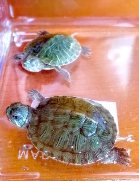 Черепахи которые продают на море. Черепашки которых продают на море. корм для декоративных черепашек. черепаха ест салаты лист. черепаха не двигается и не реагирует.