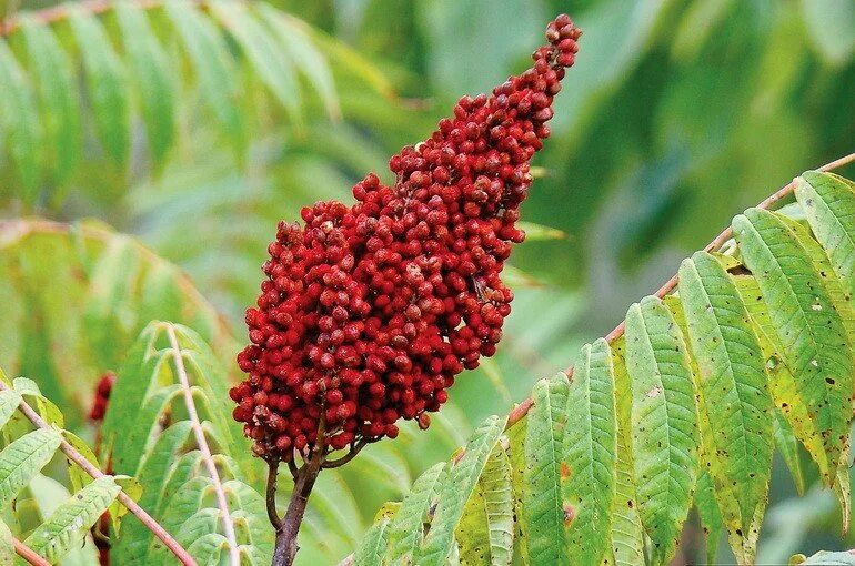 Сумах дубильный (Rhus coriaria. Сумах уксусный Rhus typhina. Сумах оленерогий. Сумах,Сумак цветок.