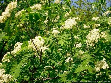Ах рябина кудрявая