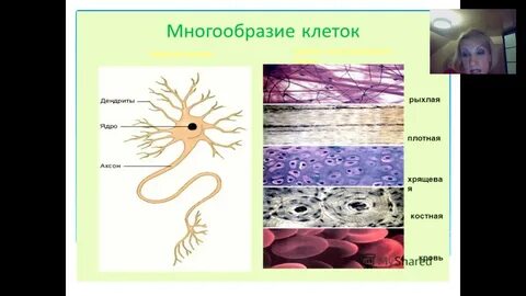 Представители клеток